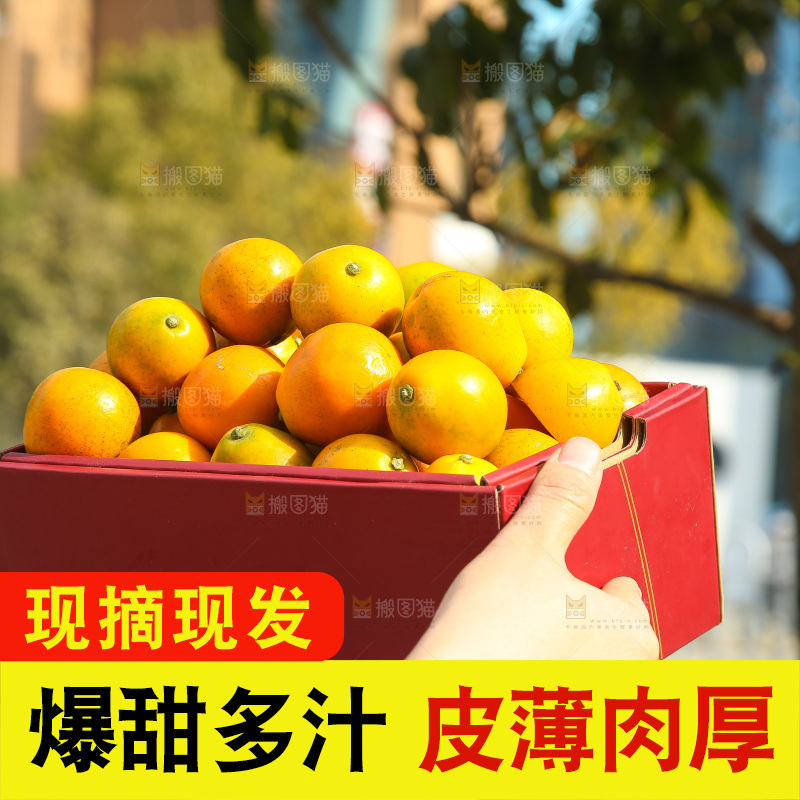 手里拿着脆蜜金柑
