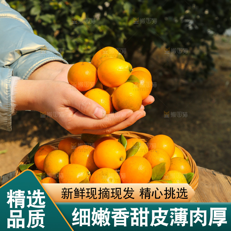 木底上的脆蜜金柑