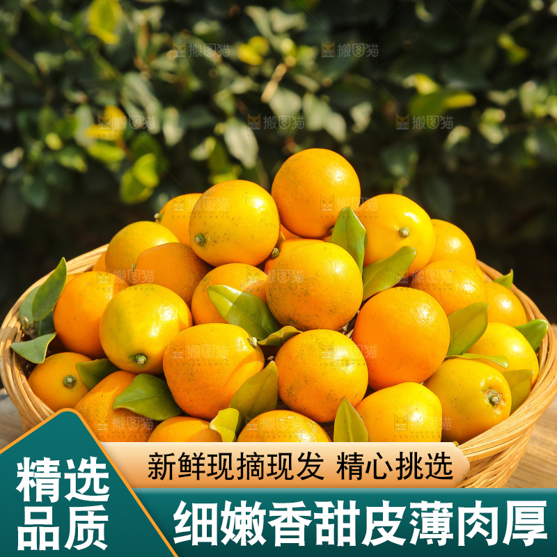 木底上的脆蜜金柑