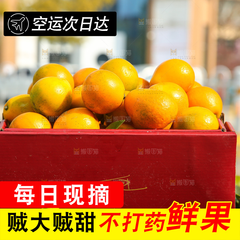 手里拿着脆蜜金柑