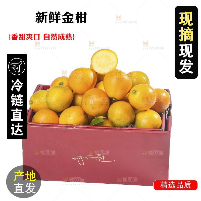 白底上的金柑