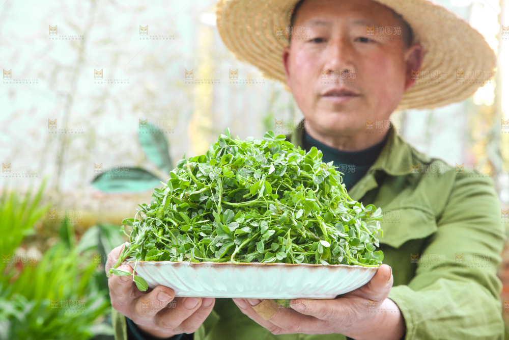 手里拿着苜蓿菜