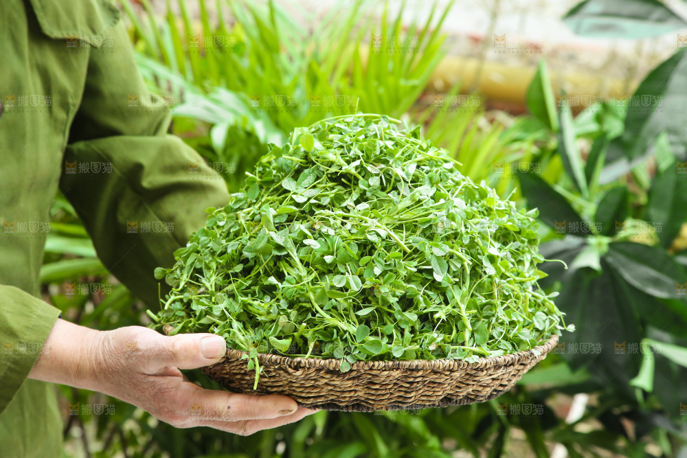 手里拿着苜蓿菜