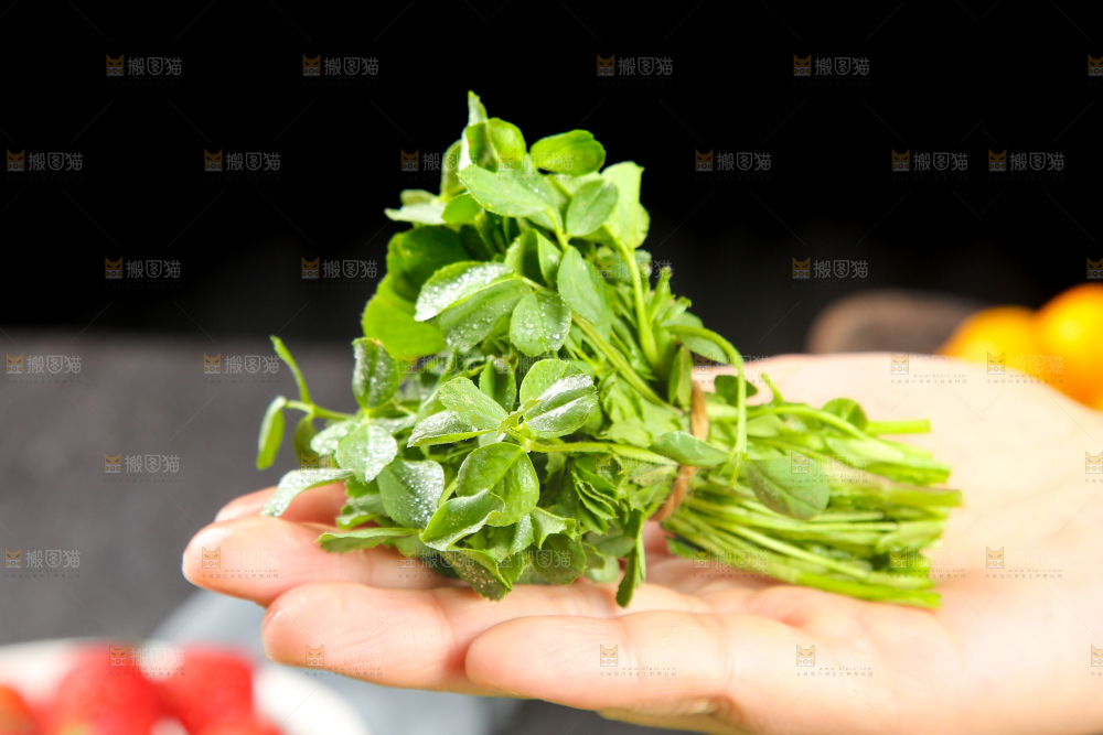 深底上的苜蓿菜