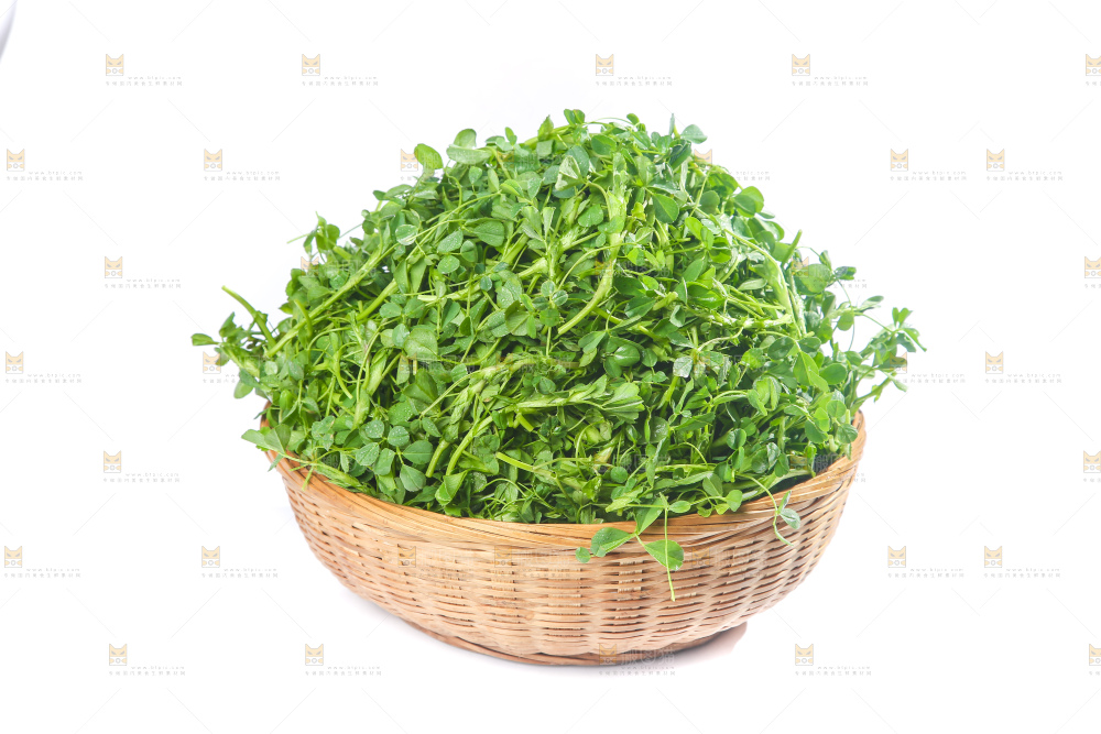 白底上的苜蓿菜