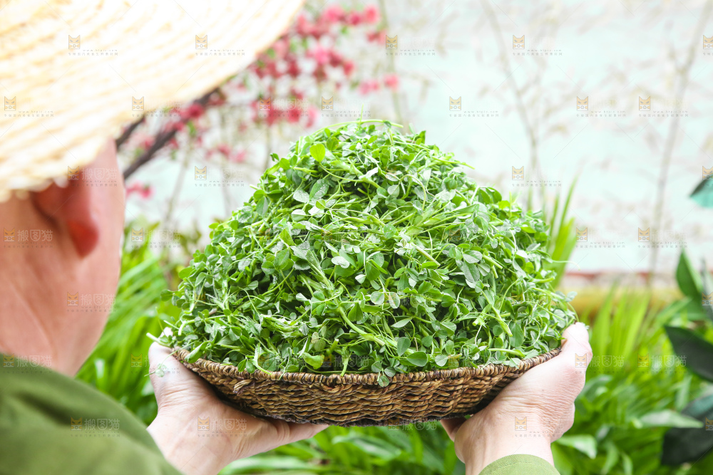 手里拿着苜蓿菜