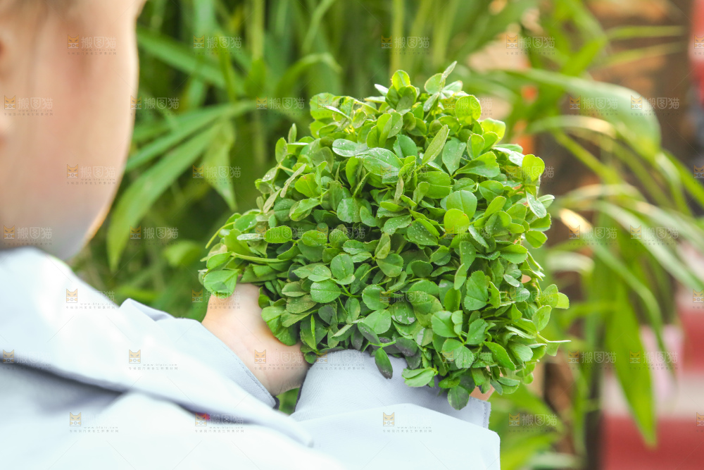 手里拿着苜蓿菜