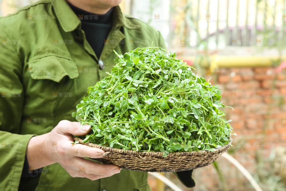 手里拿着苜蓿菜