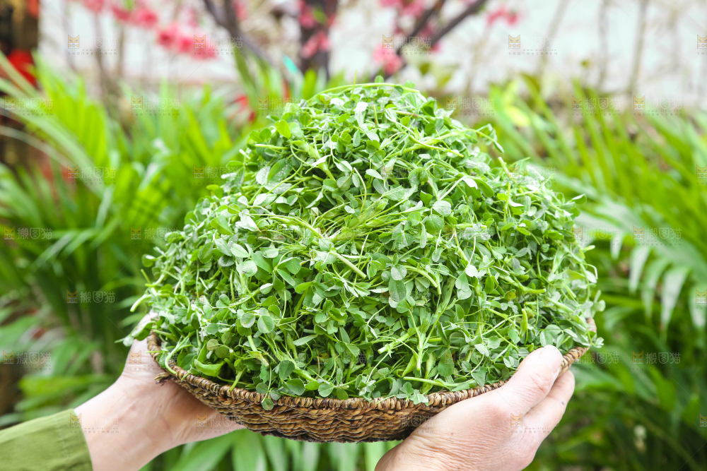 手里拿着苜蓿菜