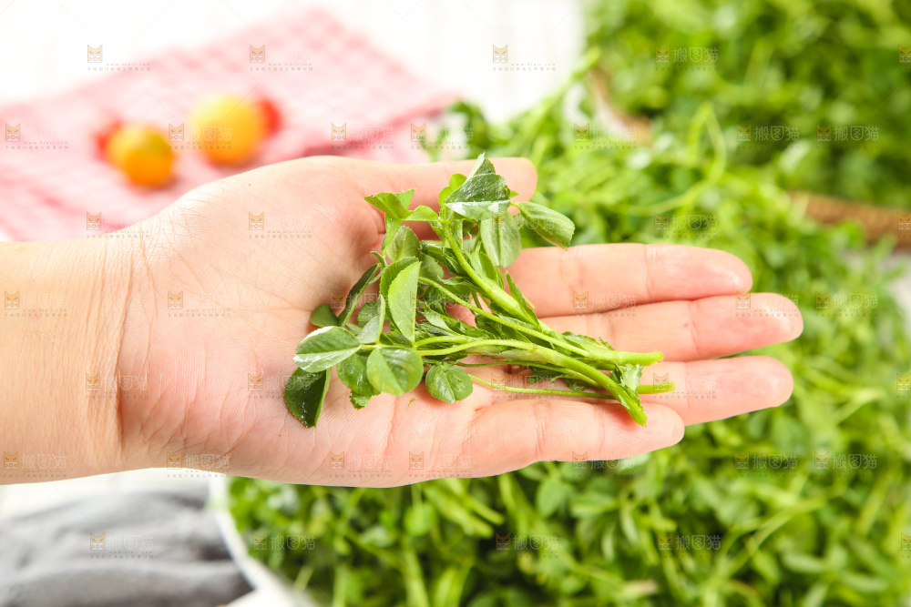 浅底上的苜蓿菜