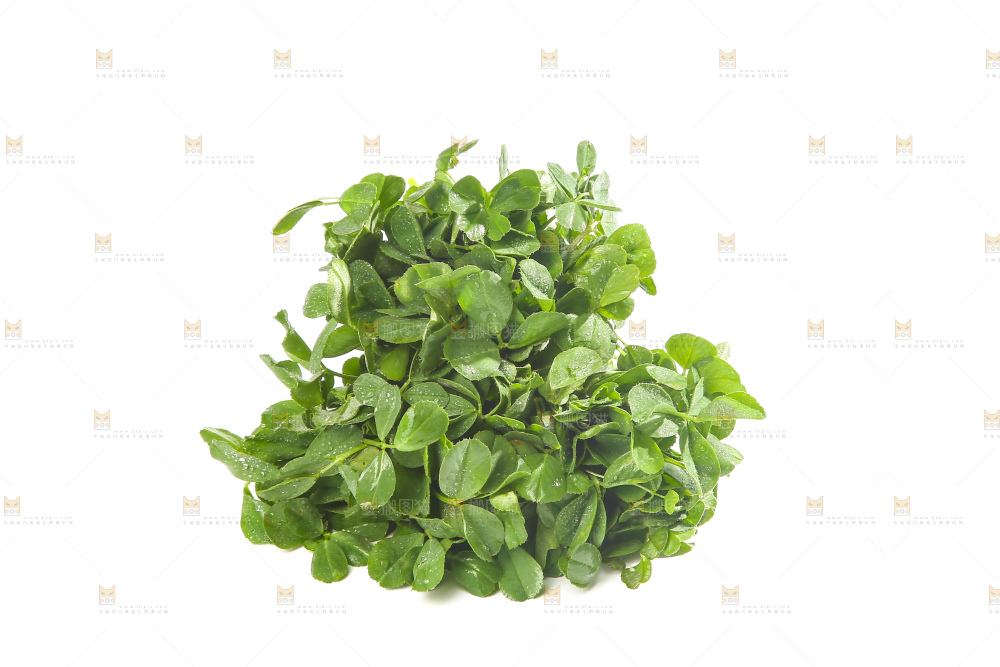 白底上的苜蓿菜