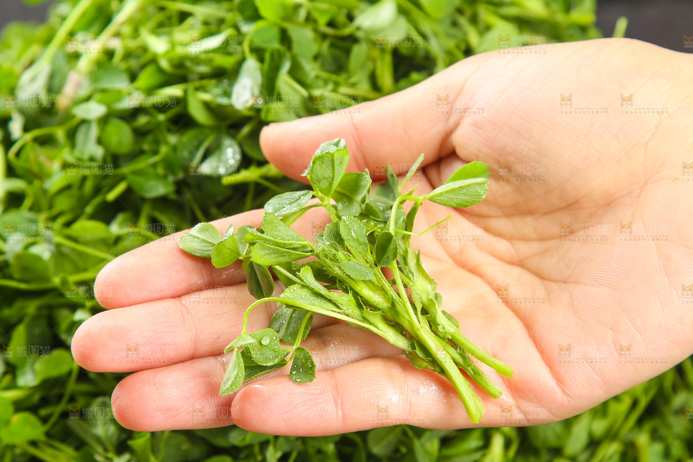 深底上的苜蓿菜