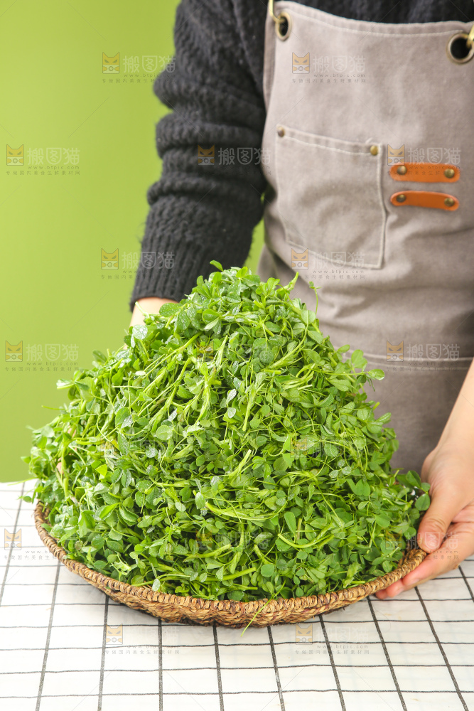 浅底上的苜蓿菜
