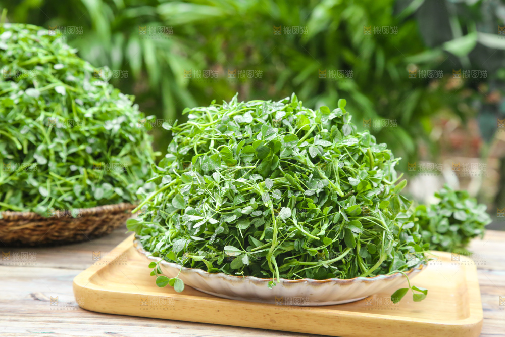 手里拿着苜蓿菜