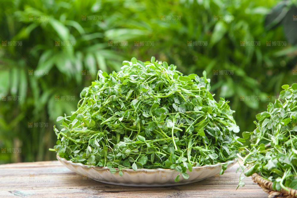 手里拿着苜蓿菜