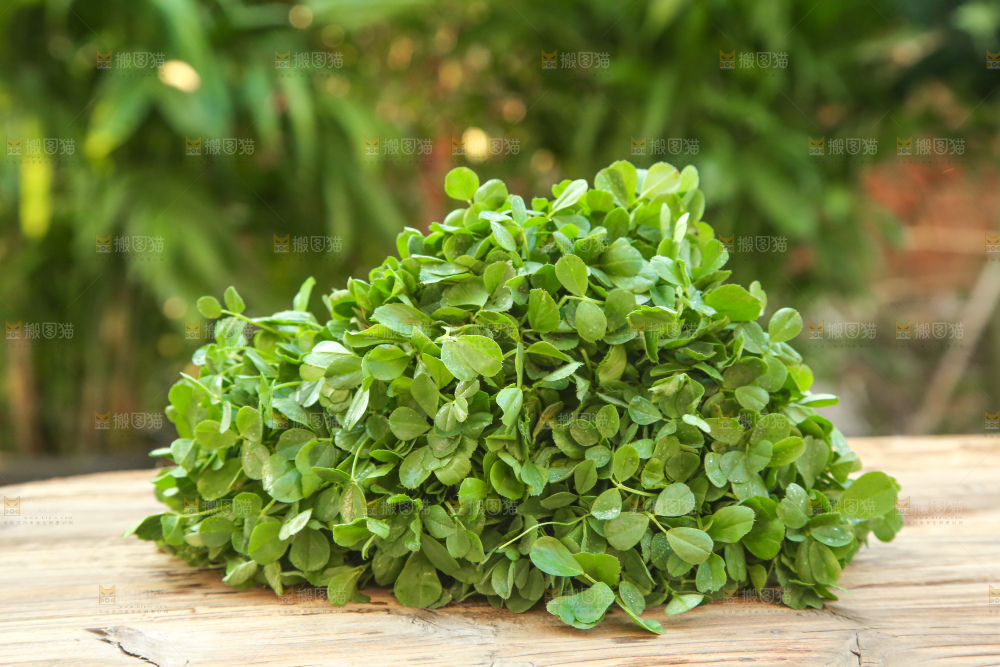 木底上的苜蓿菜