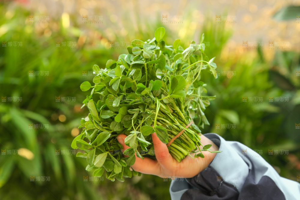 手里拿着苜蓿菜