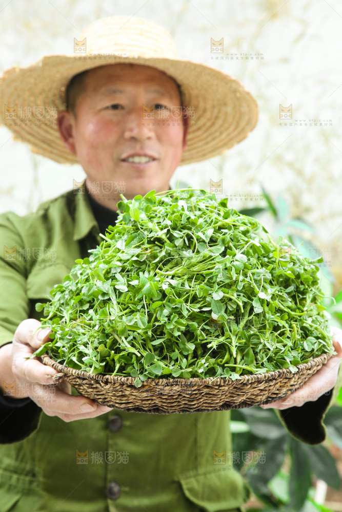 手里拿着苜蓿菜