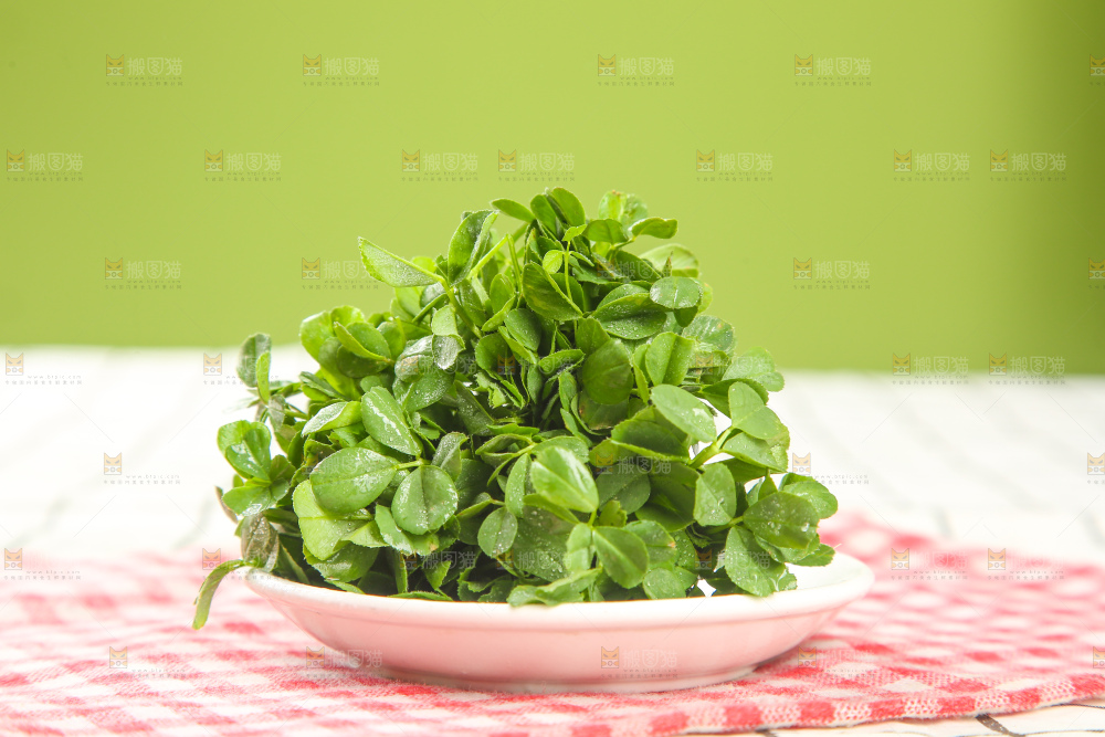浅底上的苜蓿菜