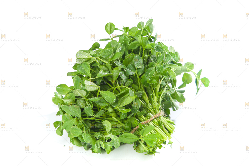 白底上的苜蓿菜