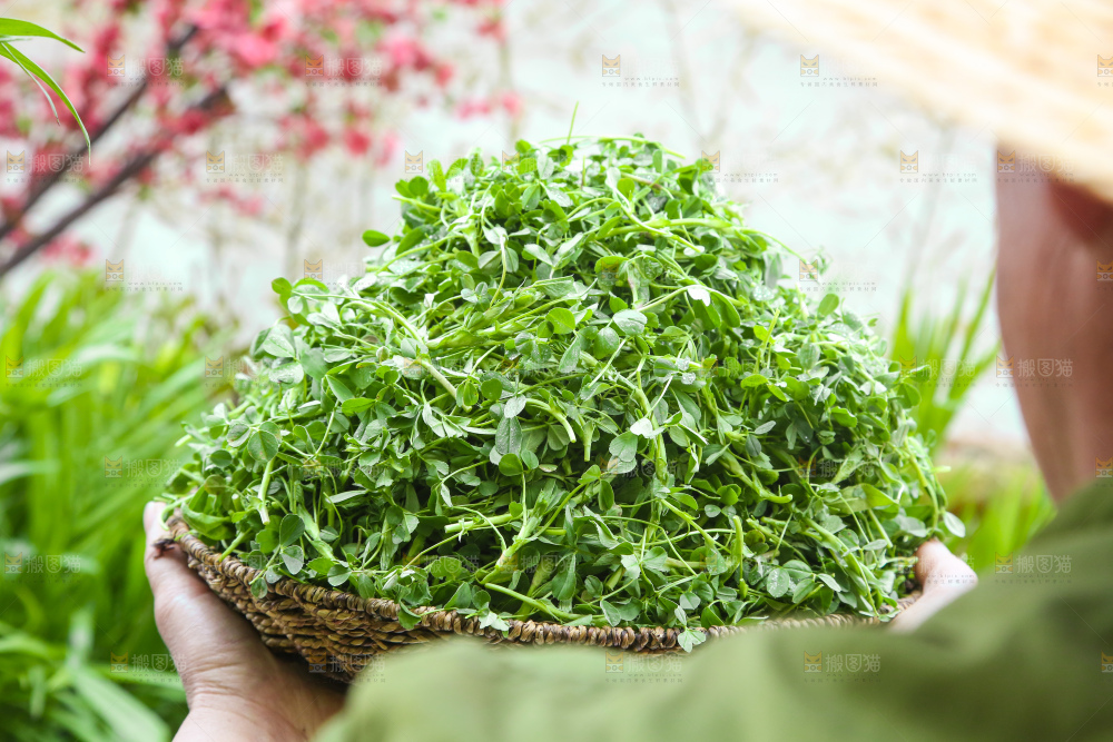 手里拿着苜蓿菜