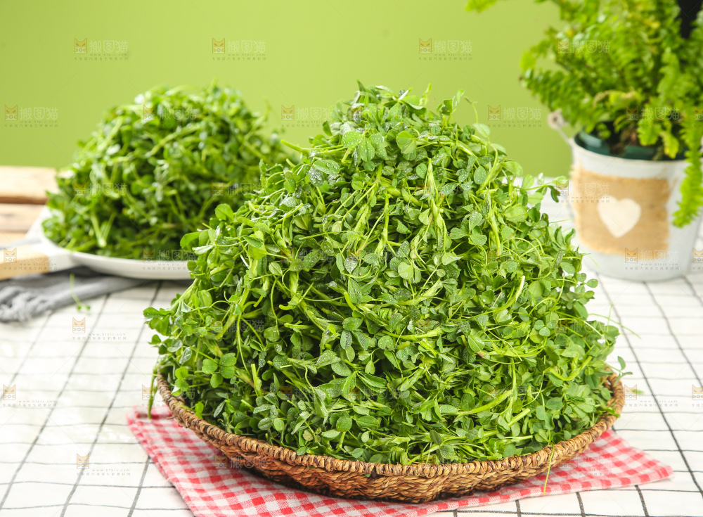浅底上的苜蓿菜