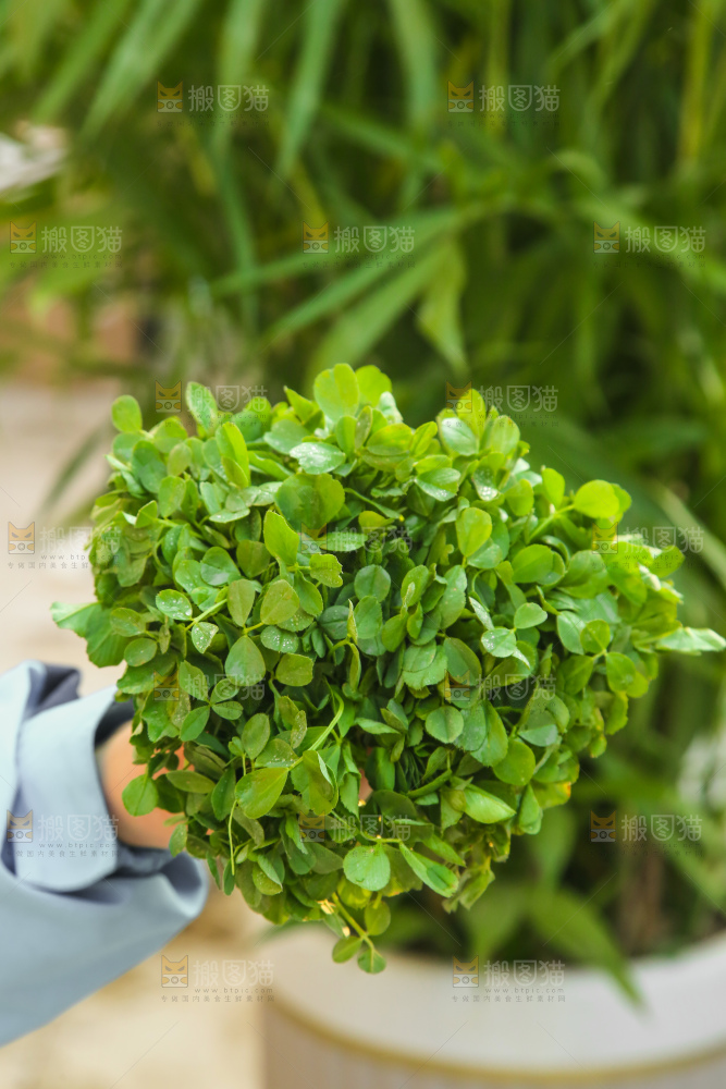 手里拿着苜蓿菜