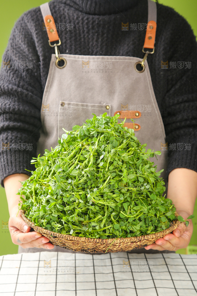 浅底上的苜蓿菜