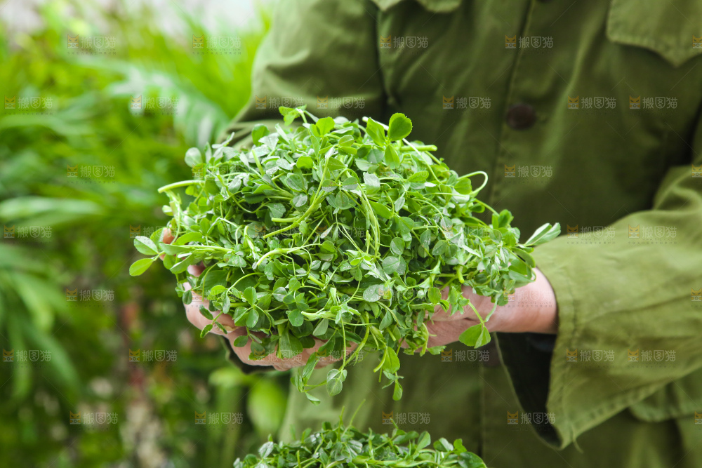 手里拿着苜蓿菜