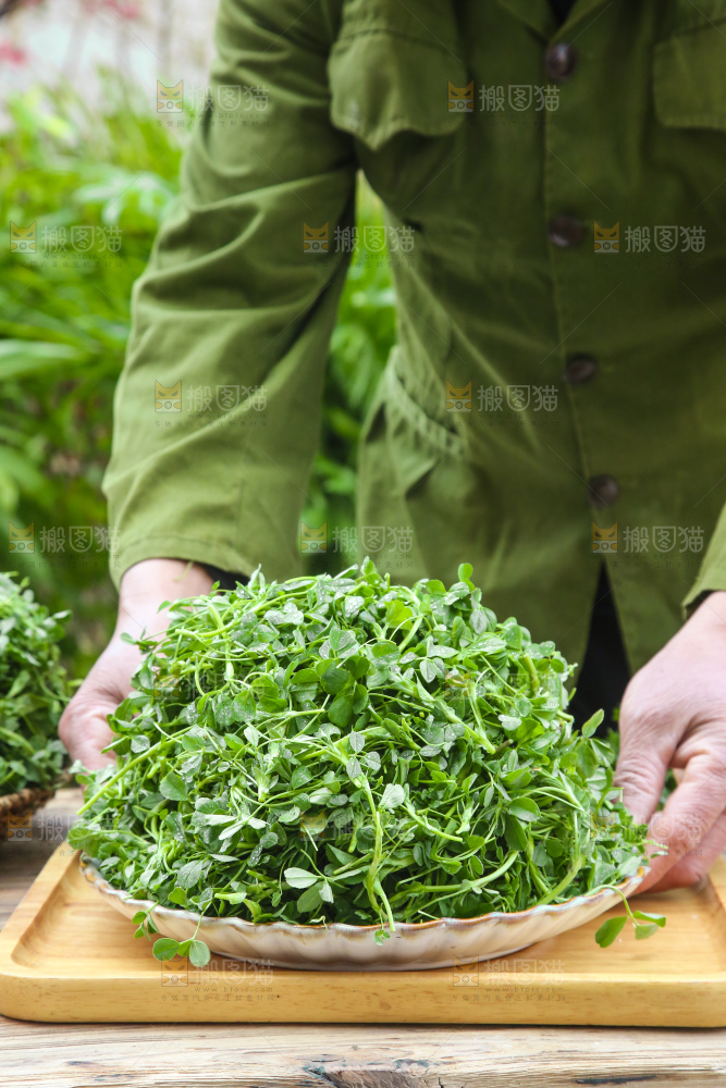 手里拿着苜蓿菜
