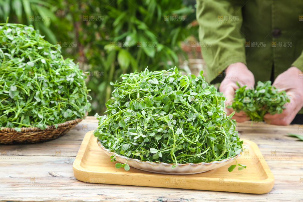 手里拿着苜蓿菜