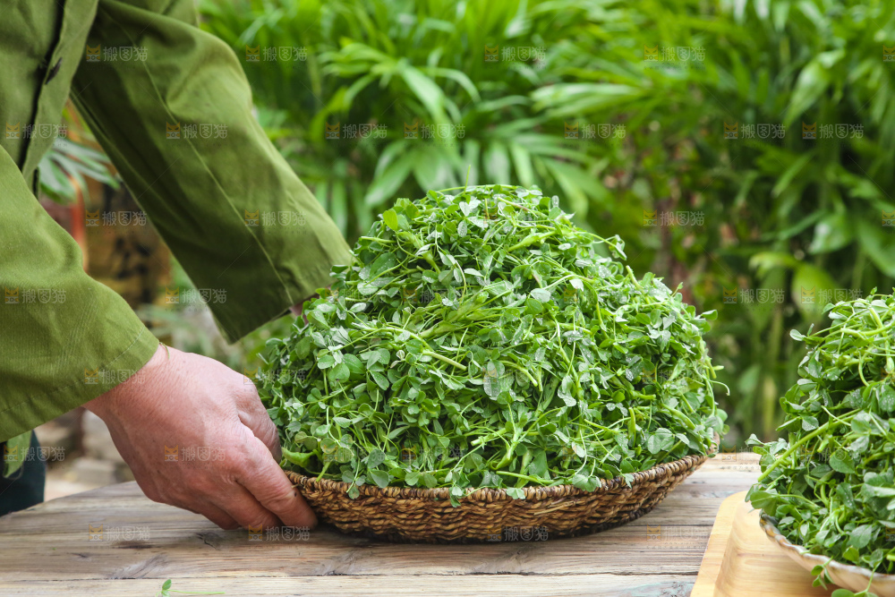 手里拿着苜蓿菜