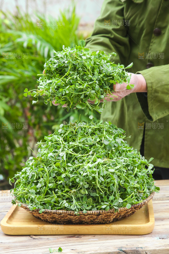 手里拿着苜蓿菜