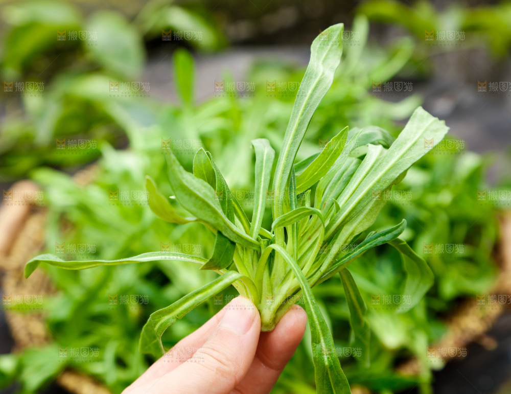 手里拿着面条菜