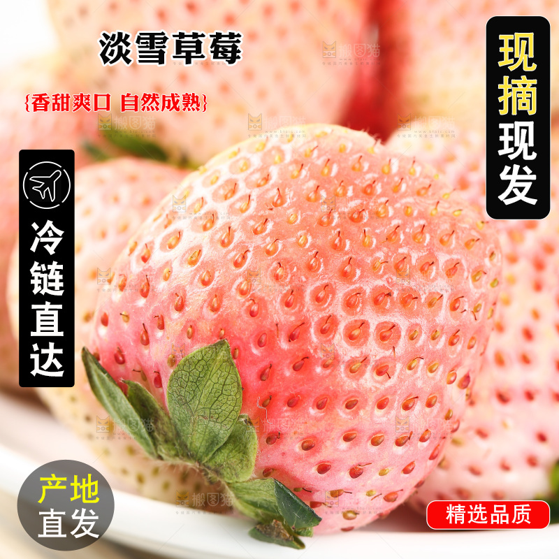 浅底上的淡雪草莓