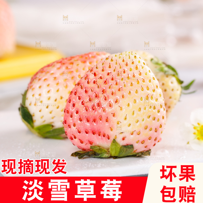 浅底上的淡雪草莓
