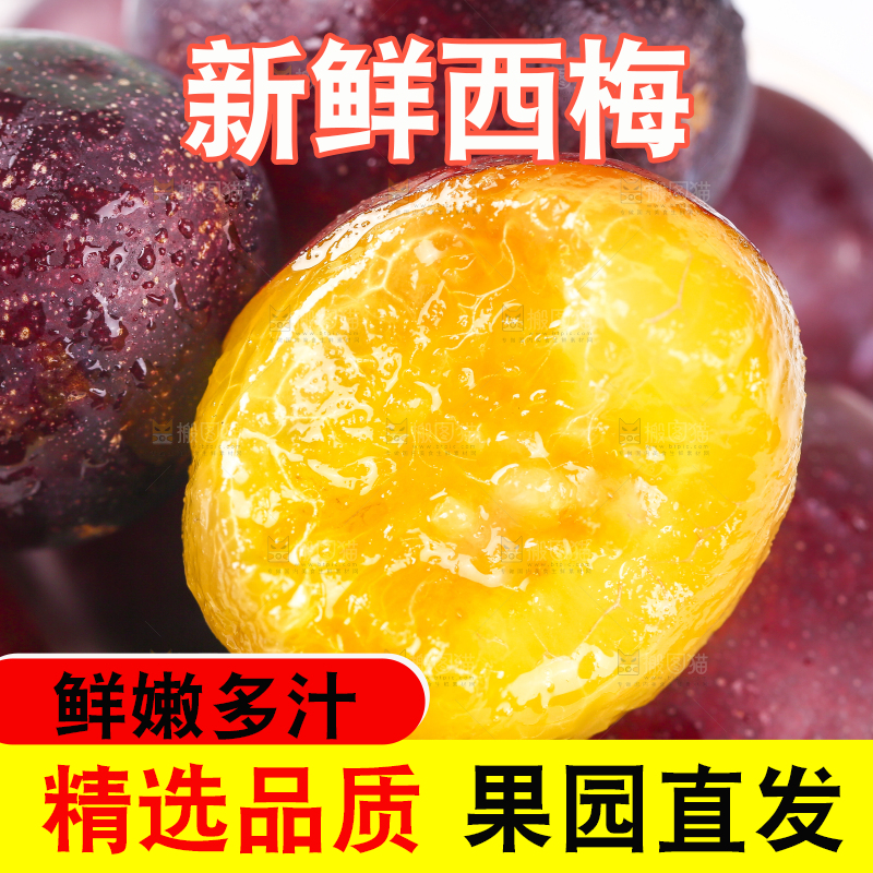 浅底上的澳洲西梅
