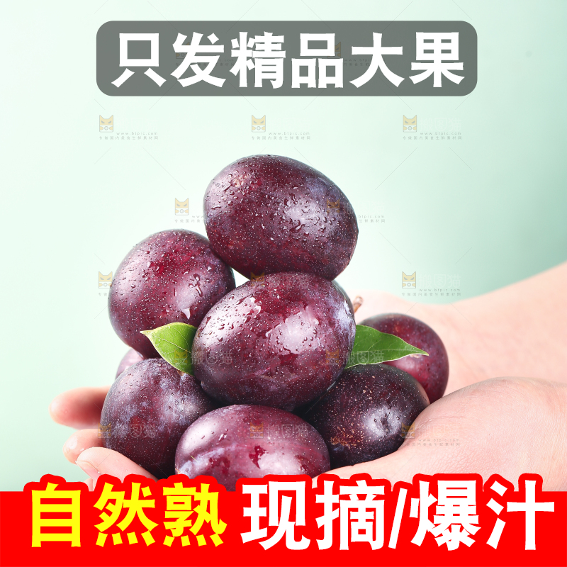 浅底上的澳洲西梅