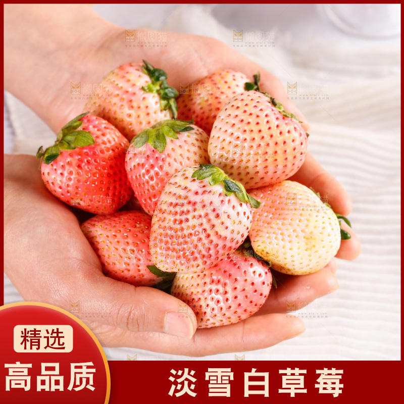 浅底上的淡雪草莓