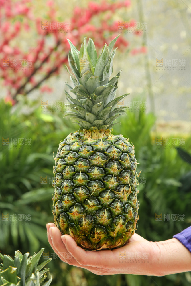 手里拿着新鲜凤梨