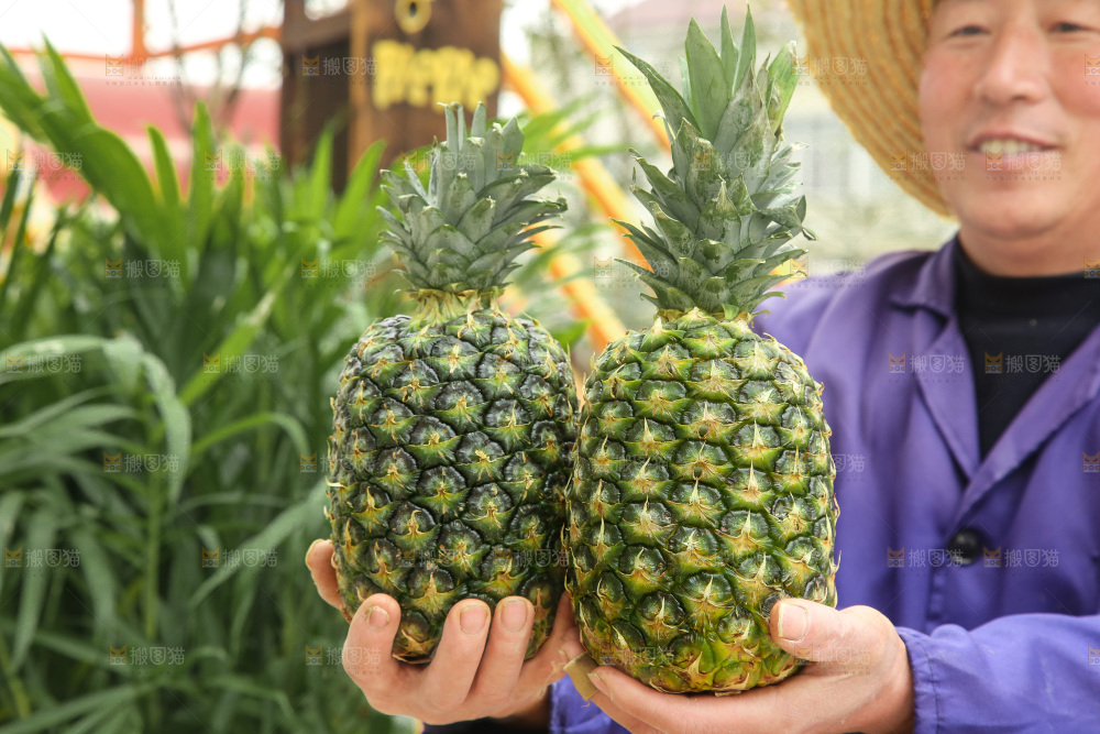 手里拿着新鲜凤梨
