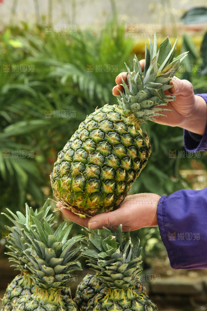 手里拿着新鲜凤梨