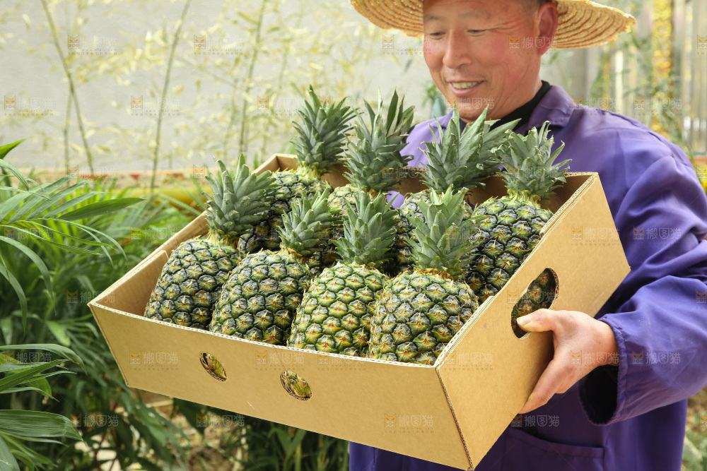 手里拿着新鲜凤梨
