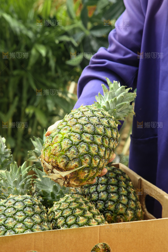 手里拿着新鲜凤梨