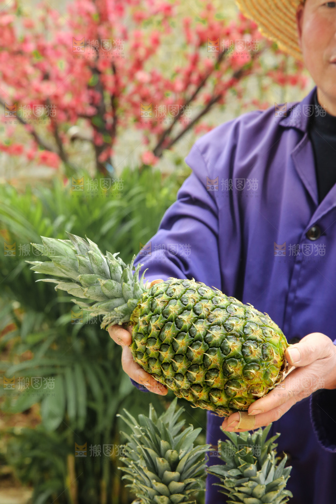 手里拿着新鲜凤梨