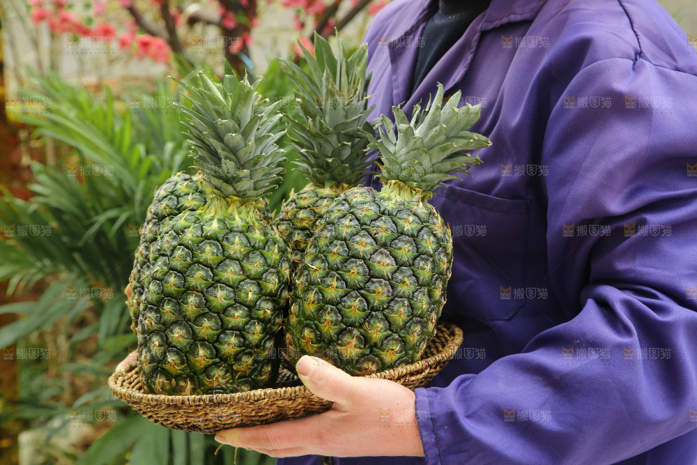 手里拿着新鲜凤梨