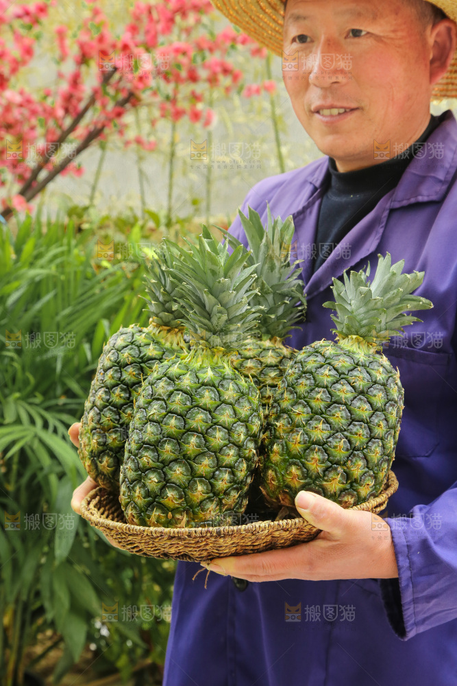 手里拿着新鲜凤梨