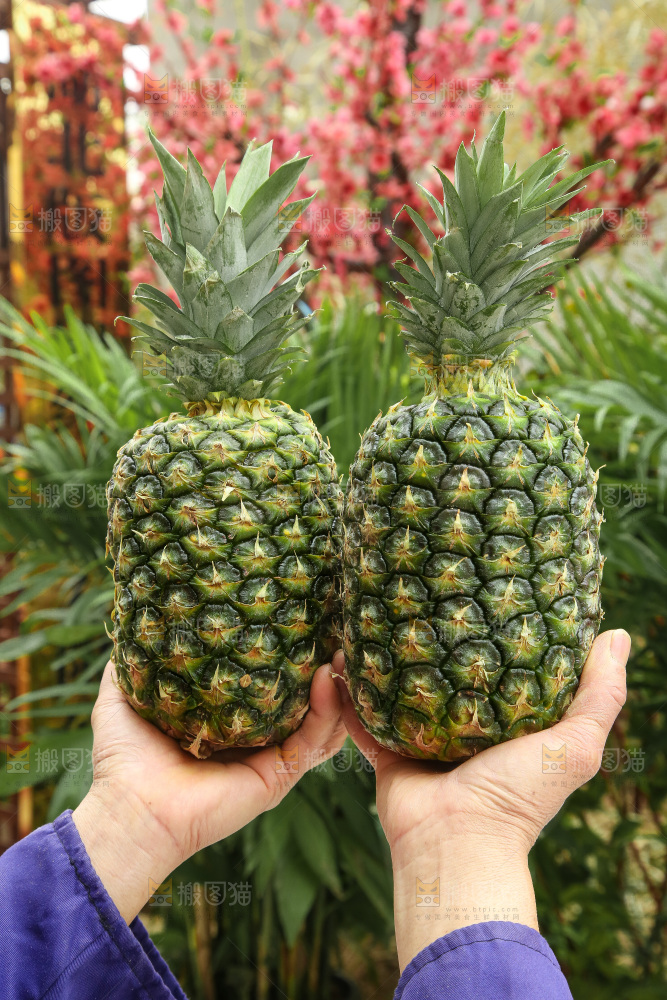手里拿着新鲜凤梨