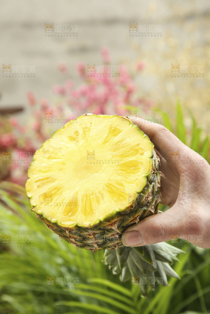手里拿着新鲜凤梨
