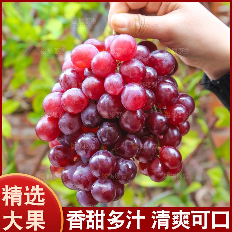 手里拿着新鲜葡萄